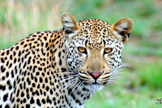 One Night Leopard Tour of Kruger National Park from Nelspruit - Key points at a glance