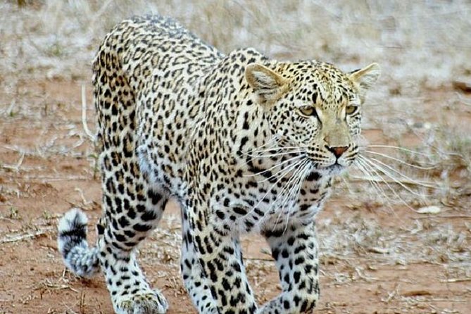 One Night Leopard Tour of Kruger National Park from Nelspruit - Why this short Kruger safari works