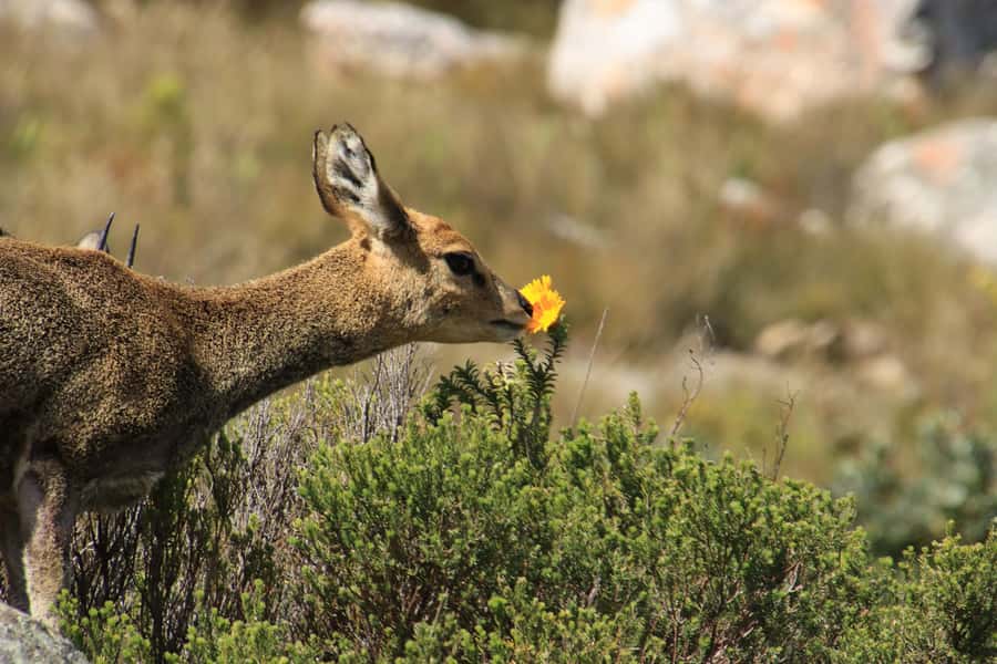 Oudtshoorn: Half-Day Swartberg Pass Private Guided Tour - Key things to know before you go