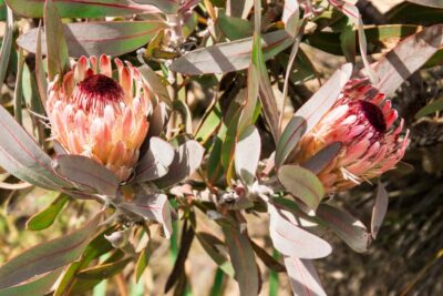 Half-Day Swartberg Pass Private Guided Tour
