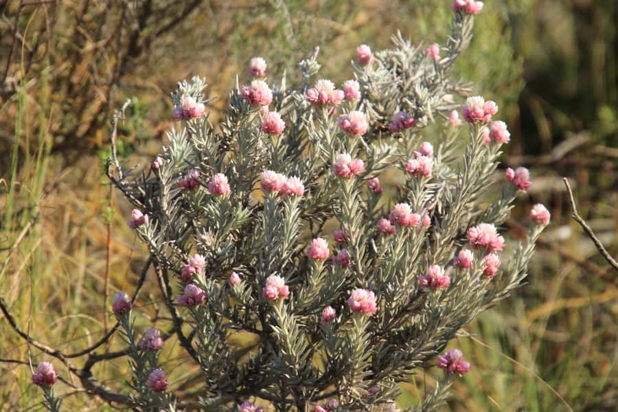 Oudtshoorn: Half-Day Swartberg Pass Private Guided Tour - The summit views across two Karoo regions