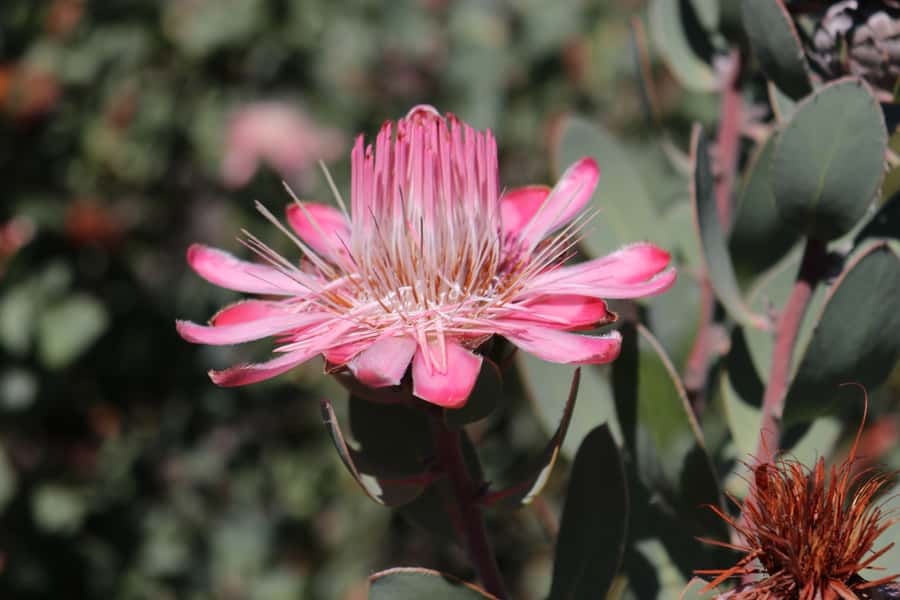 Oudtshoorn: Half-Day Swartberg Pass Private Guided Tour - Who should book this mountain tour?