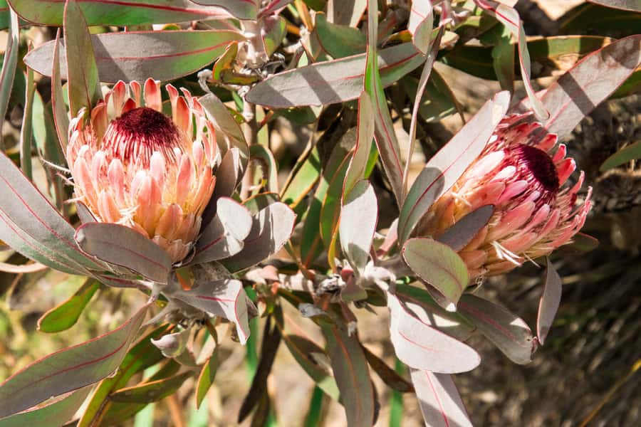 Oudtshoorn: Half-Day Swartberg Pass Private Guided Tour - Climbing 900 metres on the Swartberg Pass