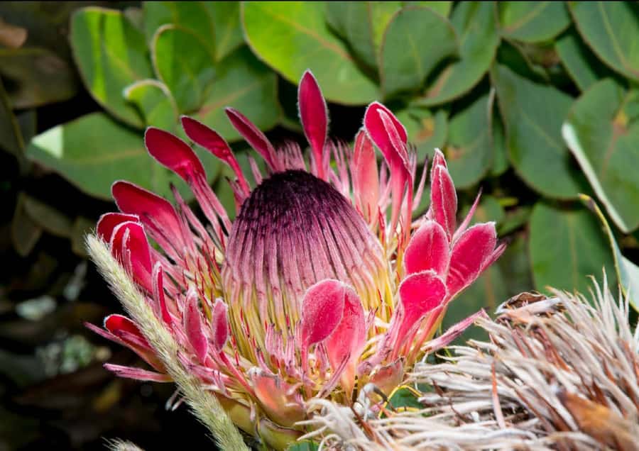 Oudtshoorn: Swartberg Mountain Pass Tour with Country Lunch - What the guided drive is really like