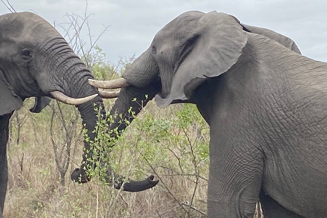 Overnight Kruger National Park Classic Camping Safari - Sleeping in the Pretoriuskop tented camp