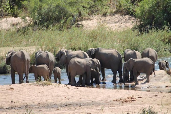 Overnight Kruger National Park Classic Camping Safari - Day two: an early start and a long search for animals