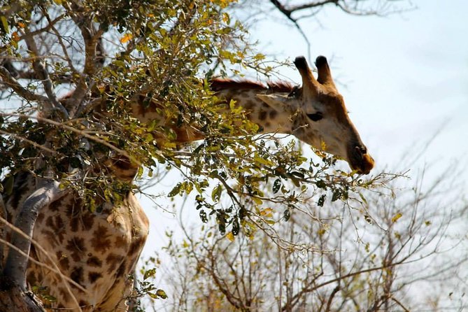 Overnight Kruger National Park Classic Camping Safari - What you may see, and what you may not