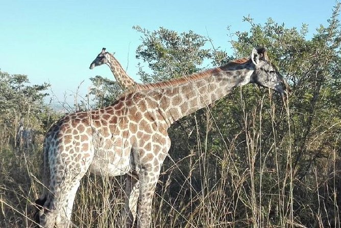 Overnight Kruger National Park Classic Camping Safari - Is $216.44 good value?
