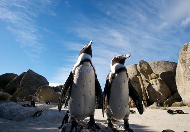 Paddle with the Penguins - Key points before you book