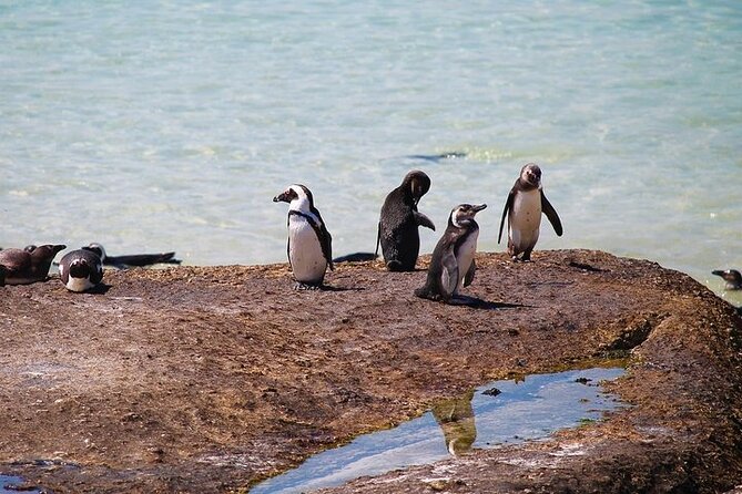 Penguin Encounter Boulders Beach Half Tour Day from Cape Town - Guides add much of the tour’s personality