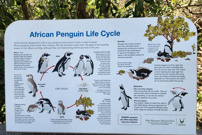 Penguin Encounter Boulders Beach Half Tour Day from Cape Town - Who should book this tour?