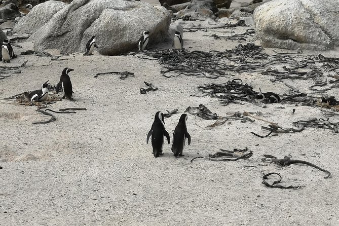Penguin Time! Private Peninsula Experience. - Kirstenbosch as an Optional Extra