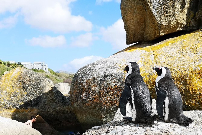 Penguin Time! Private Peninsula Experience. - Timing, Crowds, and the Role of Your Guide