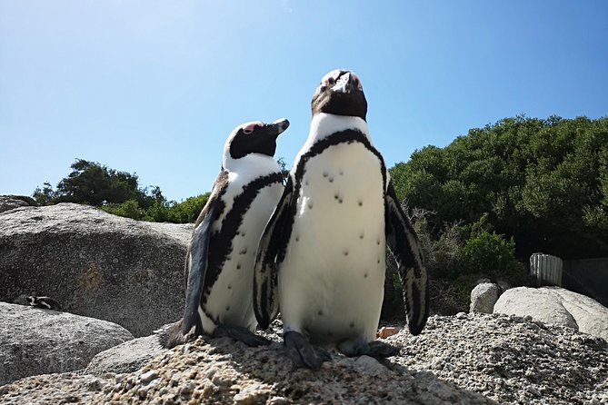 Penguin Time! Private Peninsula Experience. - Who Will Enjoy This Experience Most