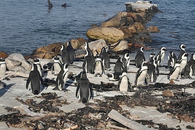 Penguins Boulders Beach and Cape Point Small Group Day Tour - Cape Point, cliffs, wildlife, and the optional funicular