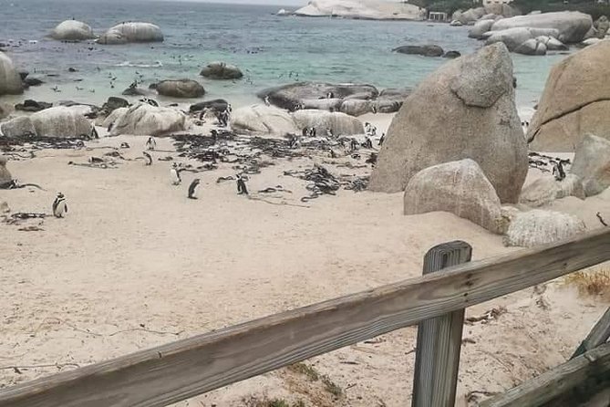 Penguins Viewing, Cape of Goodhope and Winelands Region - Constantia, South Africa’s Oldest Wine Region