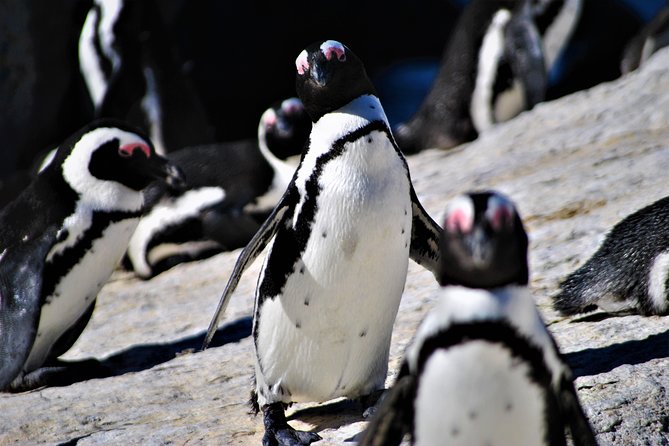 Peninsula Tour - Simon’s Town, Naval History, and Time by the Water