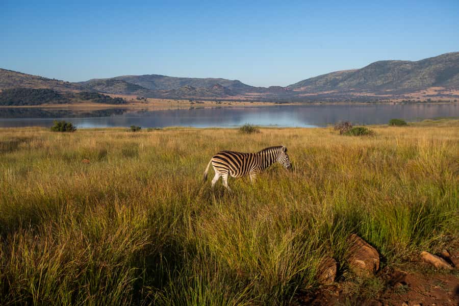 Pilanesberg: 2 Day 3-Star Pilanesberg Safari - What the $359 price really covers