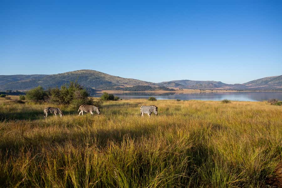 Pilanesberg: 2 Day 3-Star Pilanesberg Safari - Practical ways to make the trip smoother