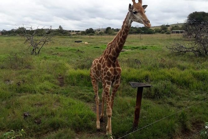 Pilanesberg and Sun City Tour - Why this Johannesburg day trip works