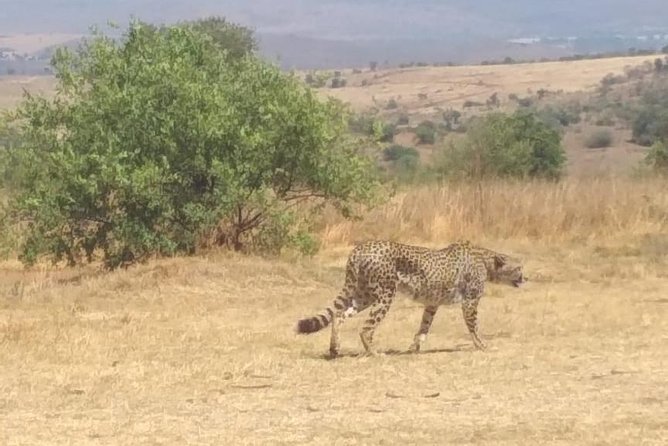Pilanesberg and Sun City Tour - Leaving Johannesburg at 6:30 am