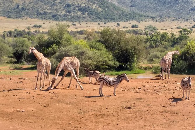 Pilanesberg and Sun City Tour - Lunch, snacks, and the value of an all-day package