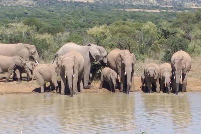 Pilanesberg and Sun City Tour - Should you book the Pilanesberg and Sun City Tour?