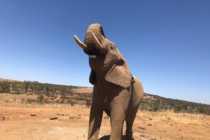 Pilanesberg camping Safari from Johannesburg - Vehicle time, group size, and the main risk