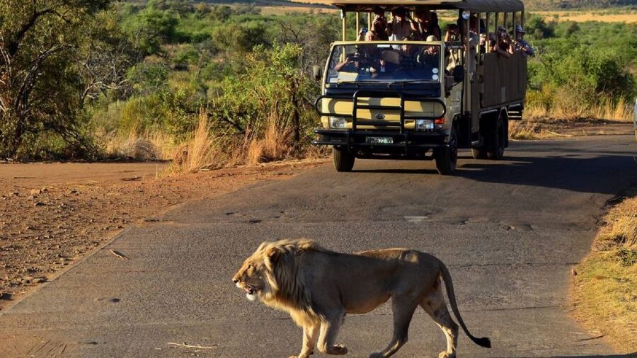 Pilanesberg Full-Day Shared Safari with Sun City Visit - Key points at a glance