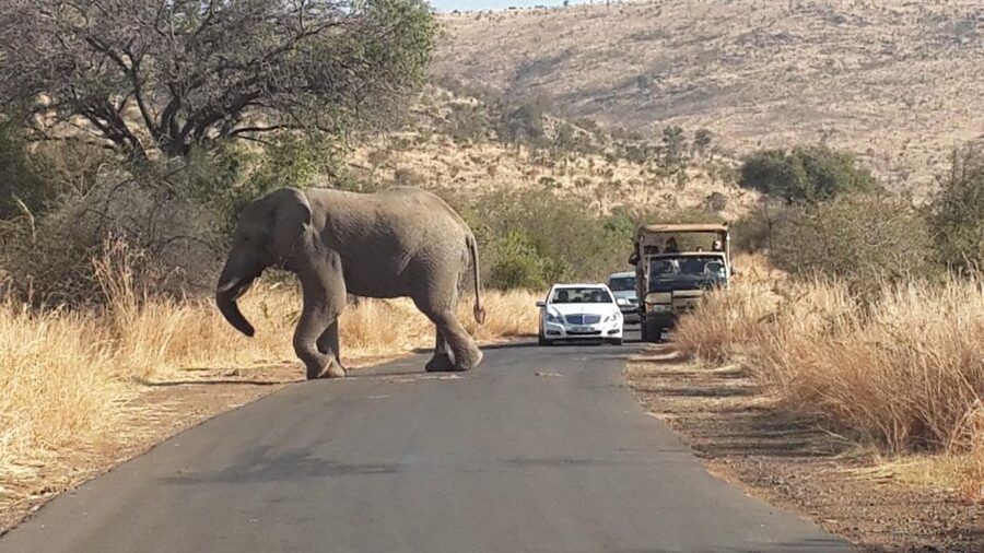 Pilanesberg Full-Day Shared Safari with Sun City Visit - Pilanesberg’s ancient volcanic setting