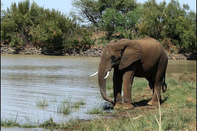Pilanesberg Game Reserve 6 Hour Sunrise Safari from Johannesburg or Pretoria - What the $255.12 price includes