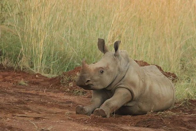 Pilanesberg Game Reserve 6 Hour Sunrise Safari from Johannesburg or Pretoria - The guides can make or break the day