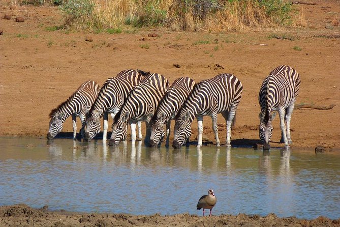 Pilanesberg Game Reserve 6 Hour Sunrise Safari from Johannesburg or Pretoria - The 4:00 am departure and long road day