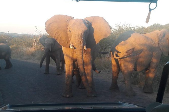 Pilanesberg Game Reserve Guided Day Tour from Johannesburg or Pretoria - Why Pilanesberg works for a one-day safari