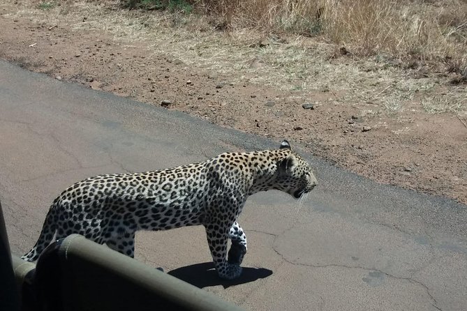 Pilanesberg Game Reserve Guided Day Tour from Johannesburg or Pretoria - Looking for the Big Five without false promises
