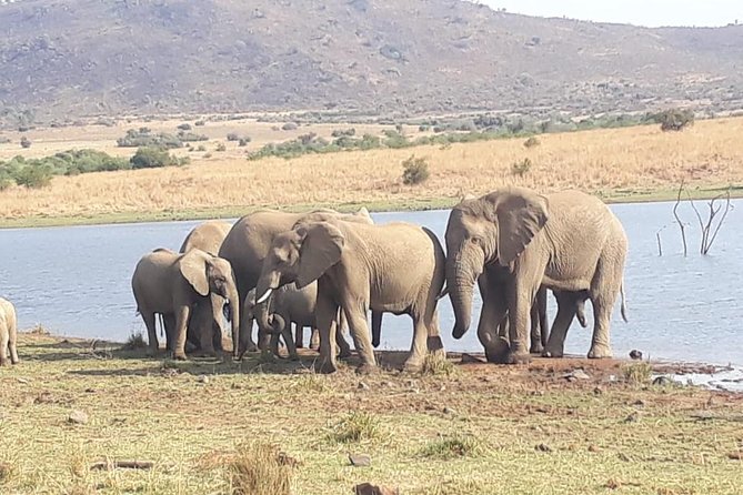 Pilanesberg Game Reserve Guided Day Tour from Johannesburg or Pretoria - Lunch beside a watering hole