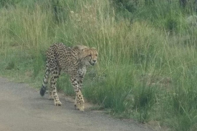 Pilanesberg Game Reserve Guided Day Tour from Johannesburg or Pretoria - Who will get the most from this day
