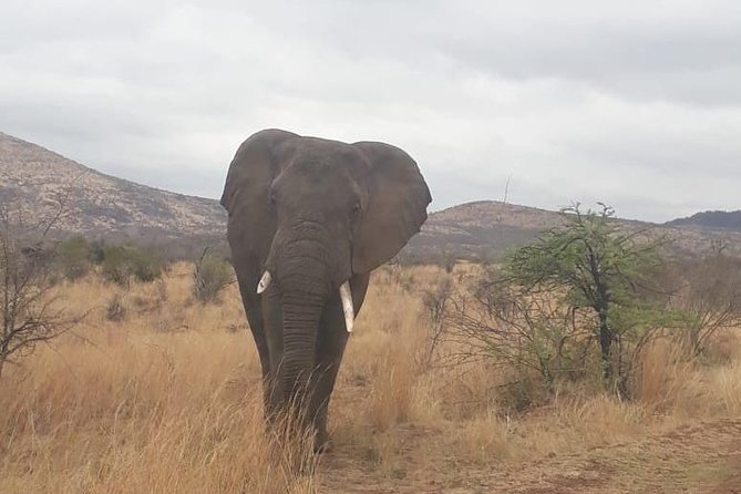 Pilanesberg Game Reserve Guided Day Tour from Johannesburg or Pretoria - The 6:00 am pickup from Johannesburg or Pretoria