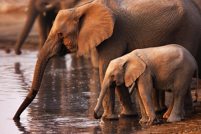 Pilanesberg Game Reserve Safari and Sun City Day Trip from Johannesburg - Why the guide can make or break the safari