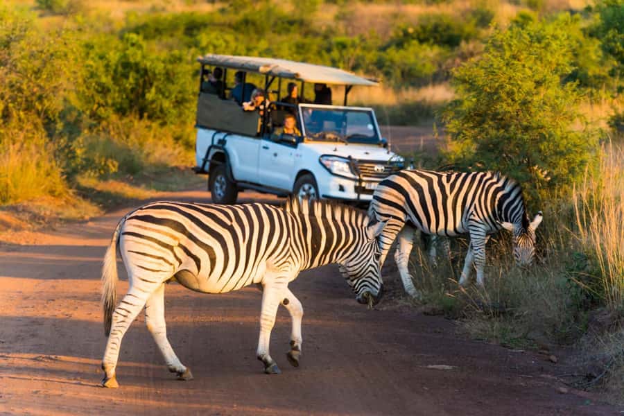 Pilanesberg Morning or Afternoon 3 Hour Game Drive - Starting at Manyane Gate or Sun City