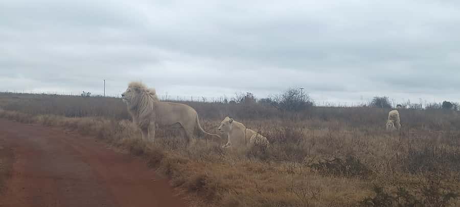 Pilanesberg National Park - Why Pilanesberg Works as a Johannesburg Day Trip