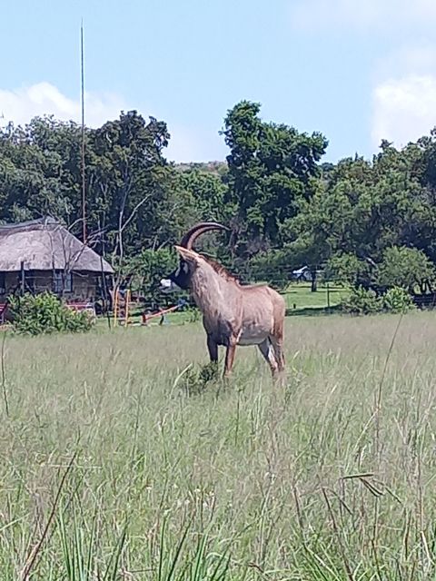 Pilanesberg National Park - Six Hours Searching for the Big Five