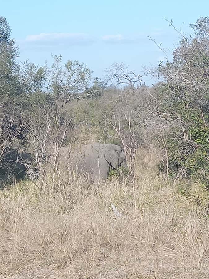 Pilanesberg National Park - Afternoon Exit and the Long Ride Home