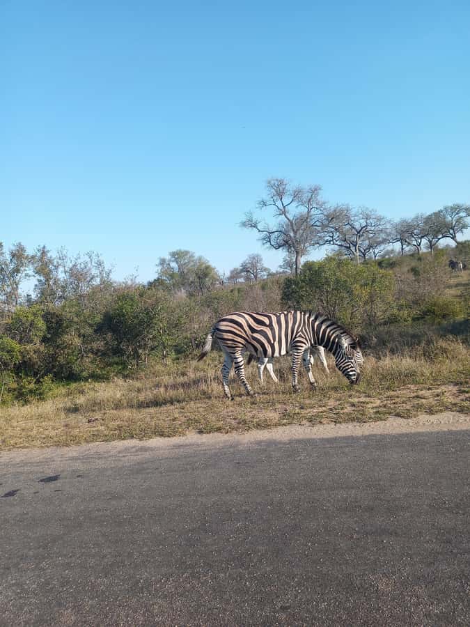 Pilanesberg National Park - Who Will Like This Safari Most?