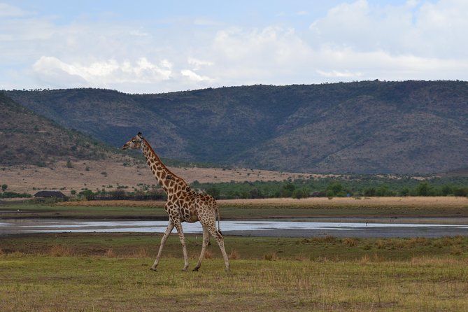 Pilanesberg National Park Day Tour from Pretoria, every SATURDAY - Key points to know before booking