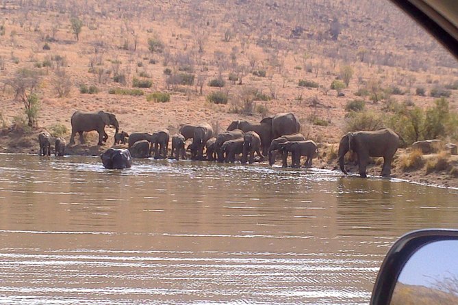 Pilanesberg National Park Day Tour from Pretoria, every SATURDAY - Why Pilanesberg works when Kruger does not
