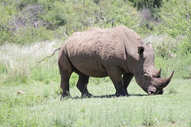 Pilanesberg National Park Day Tour from Pretoria, every SATURDAY - Six hours searching for the Big Five
