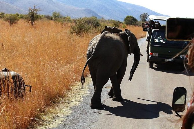 Pilanesberg National Park Full Day Safari From Johannesburg - What three hours on safari can deliver