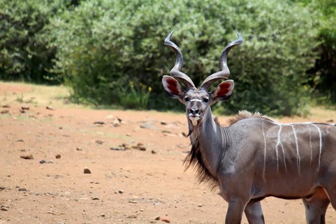 Pilanesberg National Park Full Day Safari From Johannesburg - Booking, cancellation, and practical preparation