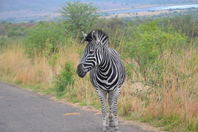 Pilanesberg National Park Full-Day Tour from Johannesburg - Arrival at Pilanesberg and the six-hour game drive